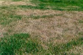 草地上出现褐色和绿色交错的斑块,呈现出“patchy” 的不均匀、不连续效果。